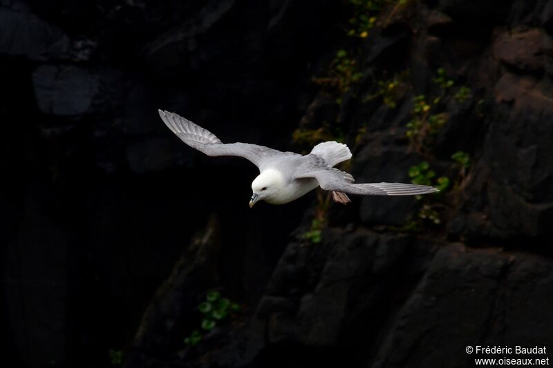 Fulmar boréaladulte, Vol