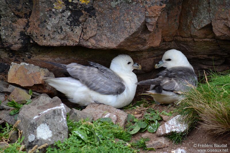 Fulmar boréaladulte, Nidification