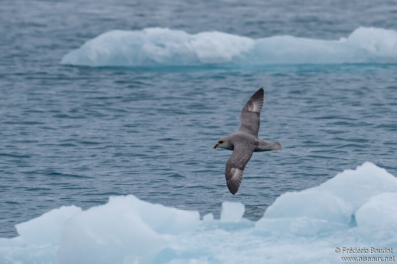 Fulmar boréaladulte, Vol