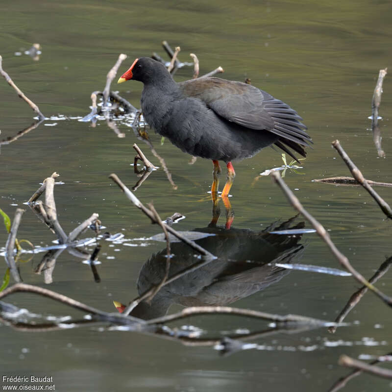 Gallinule sombreadulte