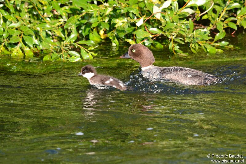 Barrow's Goldeneye, swimming