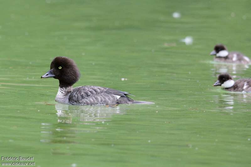 Barrow's Goldeneye female adult breeding, identification, swimming