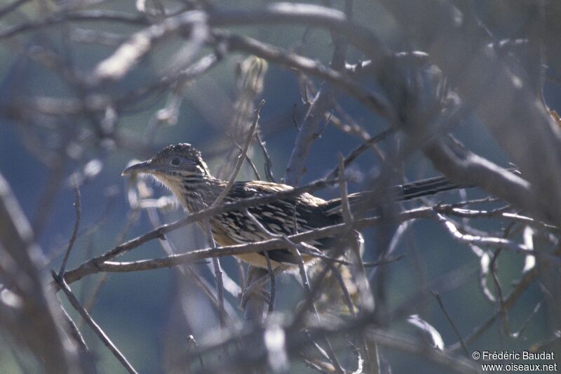 Lesser Roadrunneradult, identification