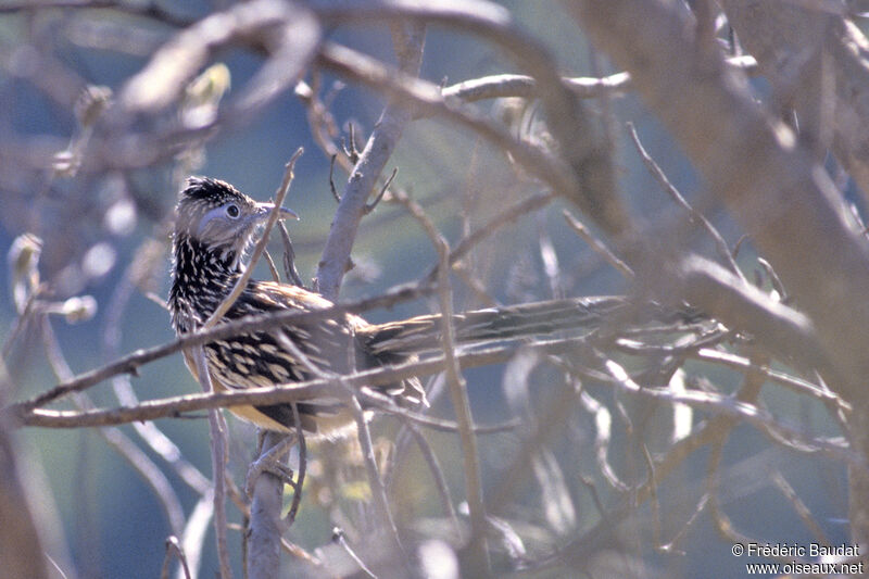 Lesser Roadrunneradult