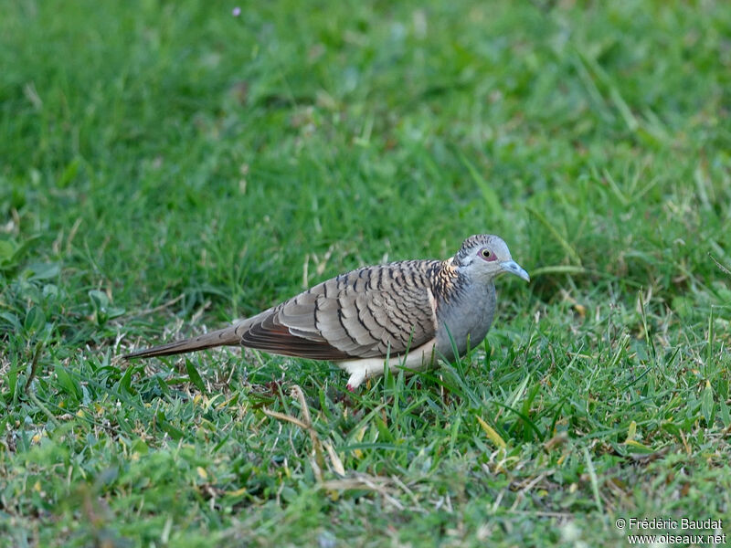 Bar-shouldered Doveadult