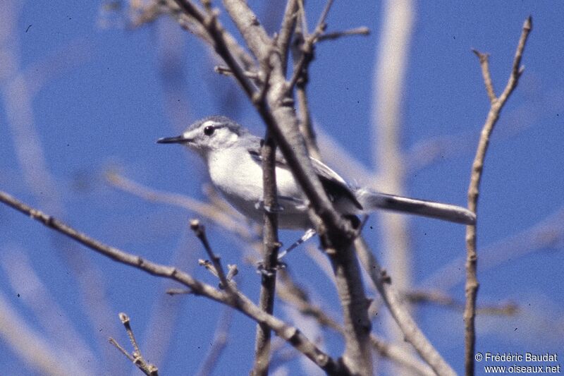 White-lored Gnatcatcher