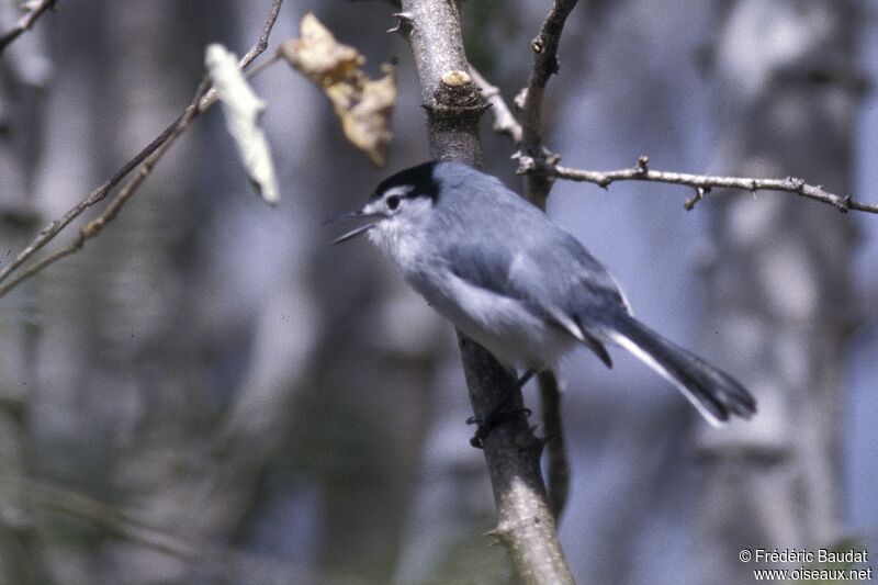 White-lored Gnatcatcher male adult, identification