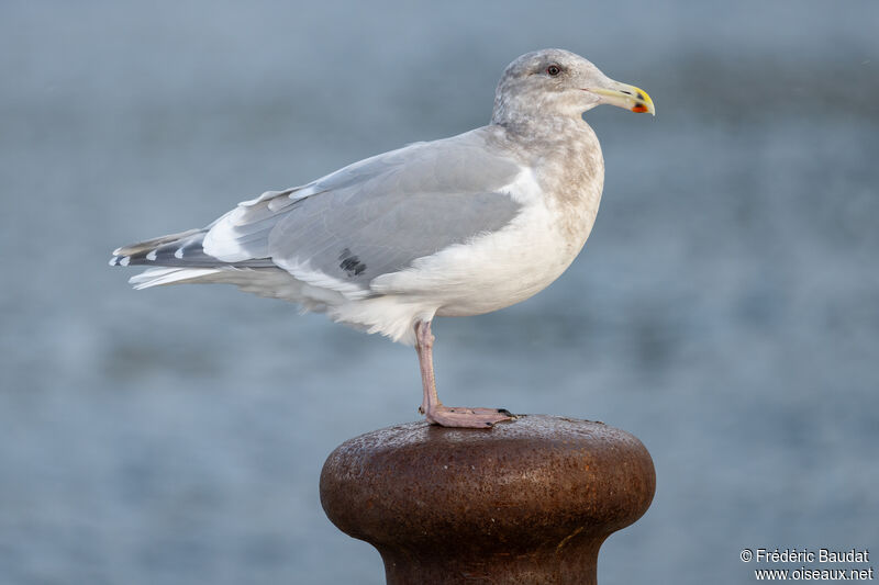 Goéland à ailes grisesadulte internuptial