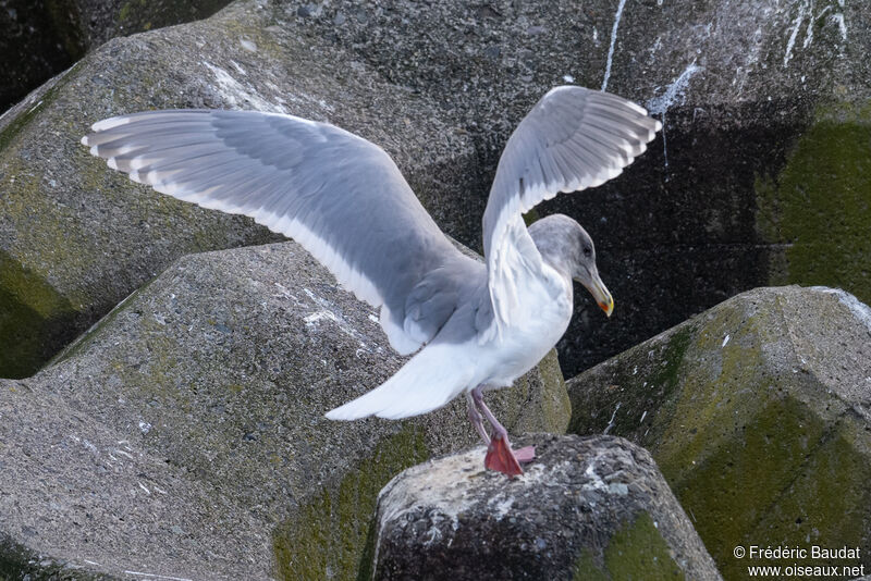 Goéland à ailes grisesadulte internuptial