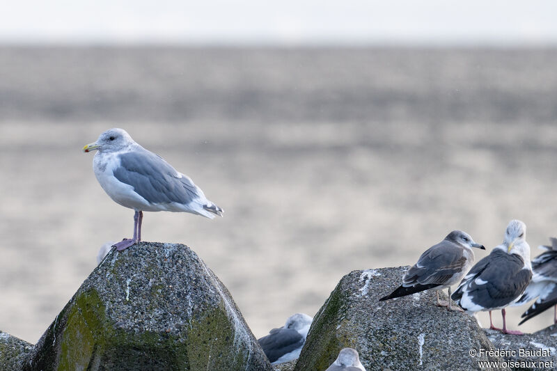 Goéland à ailes grisesadulte internuptial