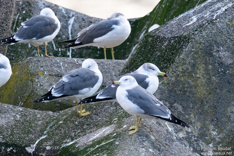 Black-tailed Gulladult post breeding