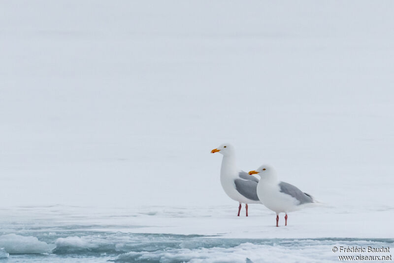 Glaucous Gulladult breeding