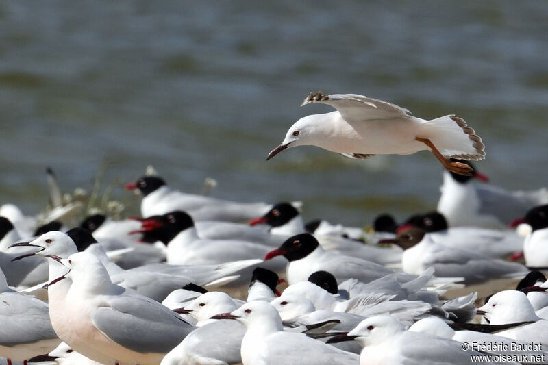 Slender-billed GullSecond year, Flight