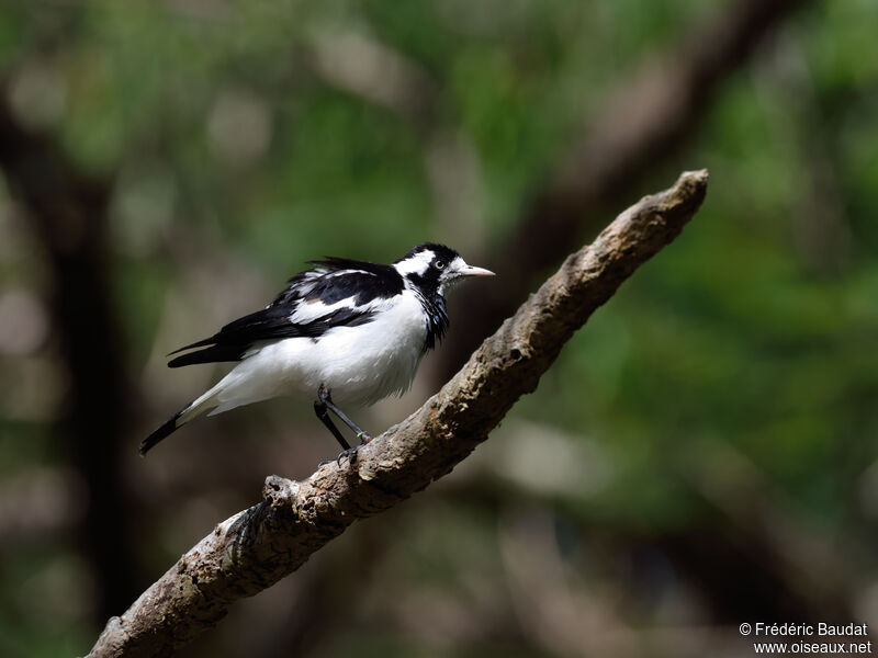 Magpie-lark female adult