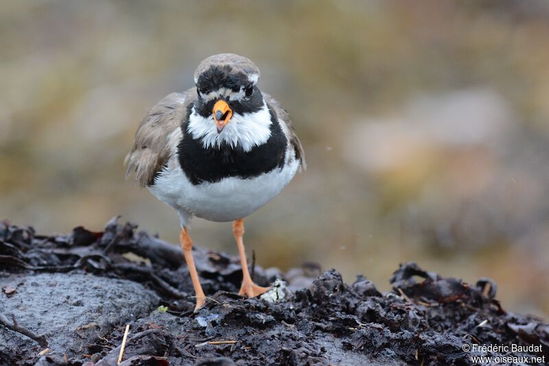 Common Ringed Ploveradult breeding, close-up portrait