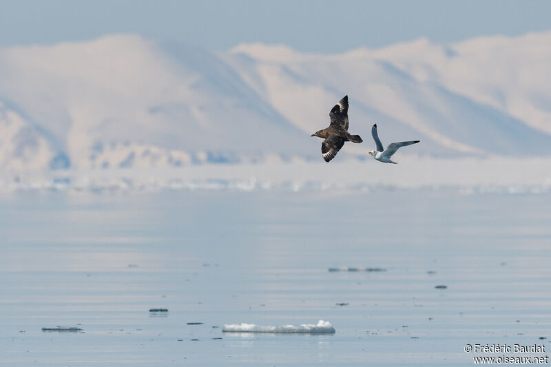 Great Skua