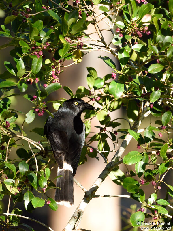 Pied Currawongadult