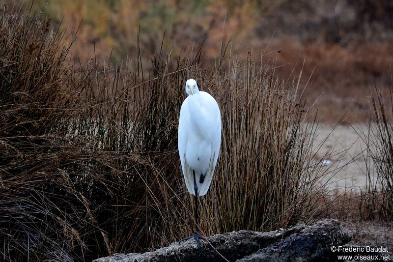 Grande Aigrette, identification