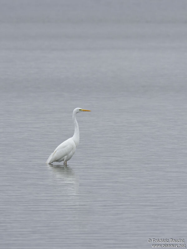 Grande Aigrette