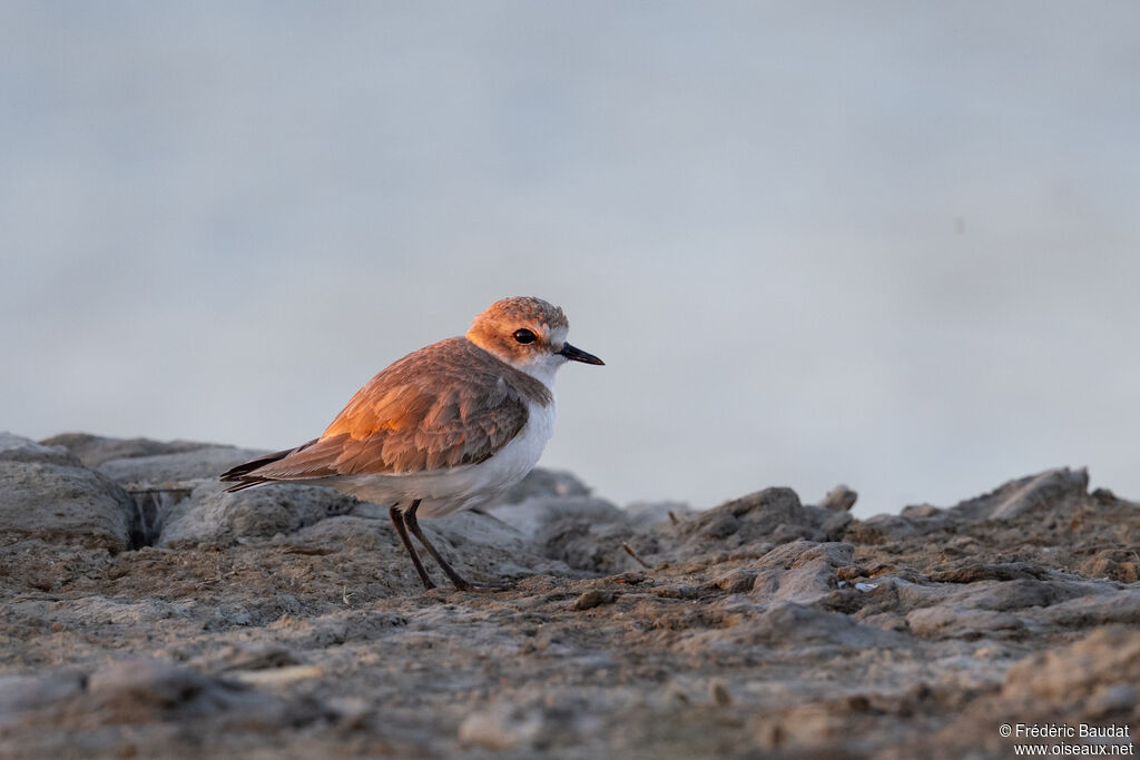 Gravelot à collier interrompu - Pluvier à collier interrompu<br /> femelle