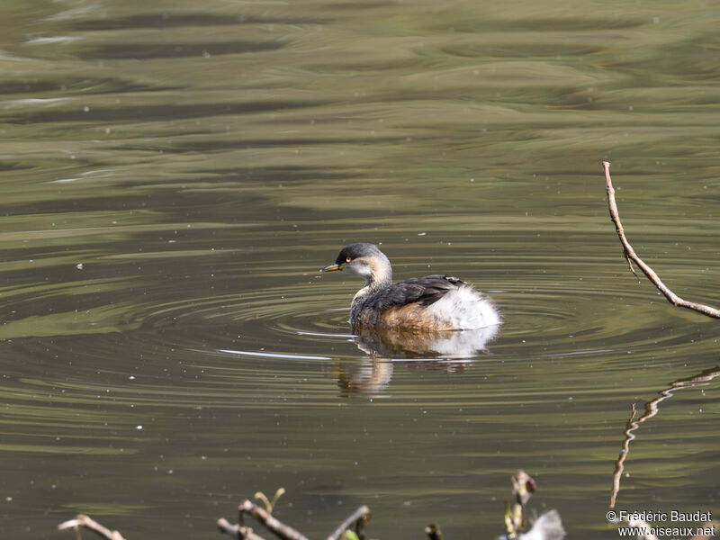 Australasian Grebeadult transition, swimming