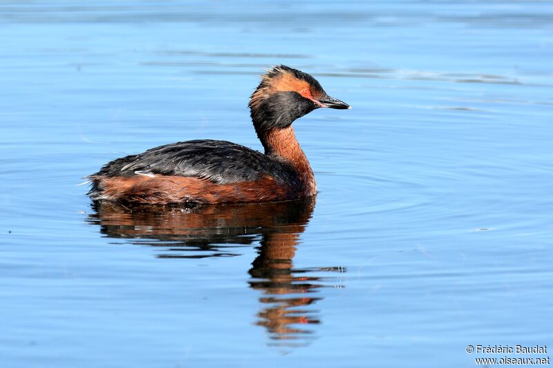 Horned Grebeadult breeding, identification, close-up portrait, swimming