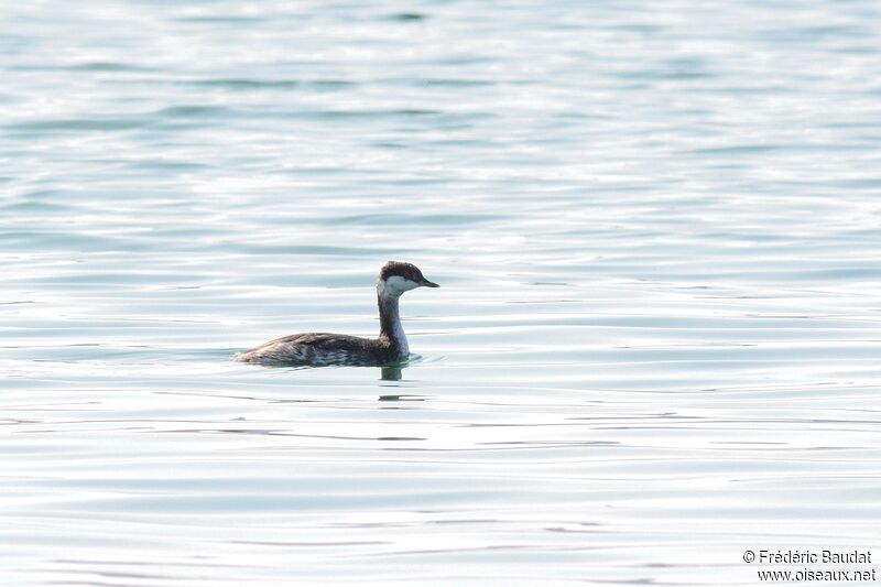 Horned Grebe, identification, swimming