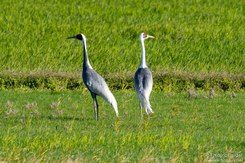 White-naped Craneadult