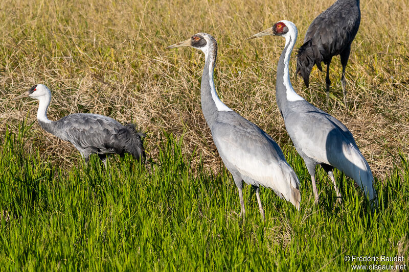 White-naped Crane