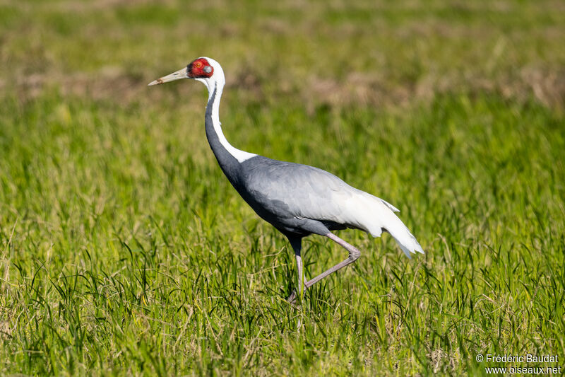 White-naped Craneadult, walking