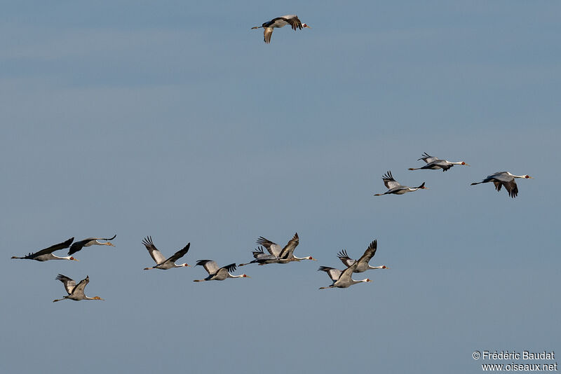 White-naped Crane, Flight