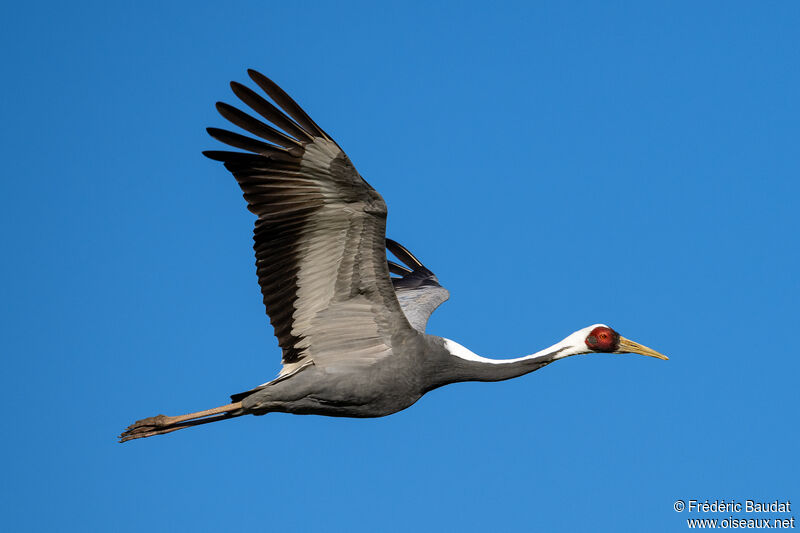 White-naped Craneadult, Flight