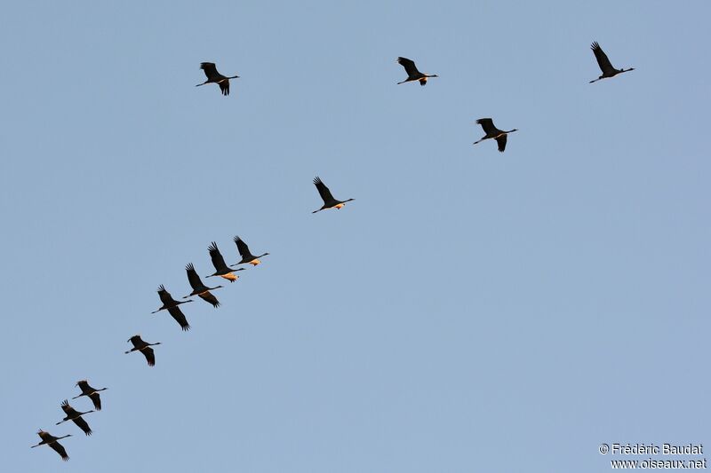 Grue cendrée, Vol