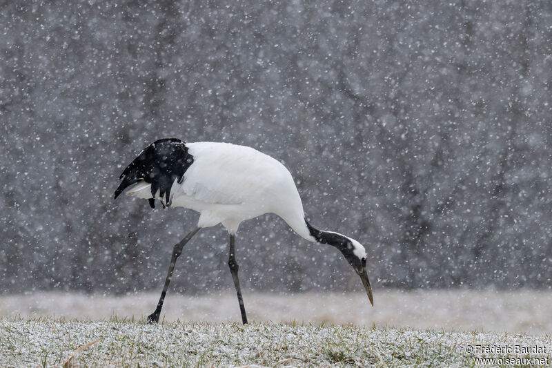 Red-crowned Craneadult, walking, eats