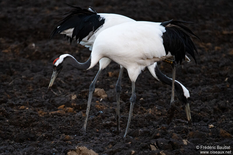 Red-crowned Craneadult, eats