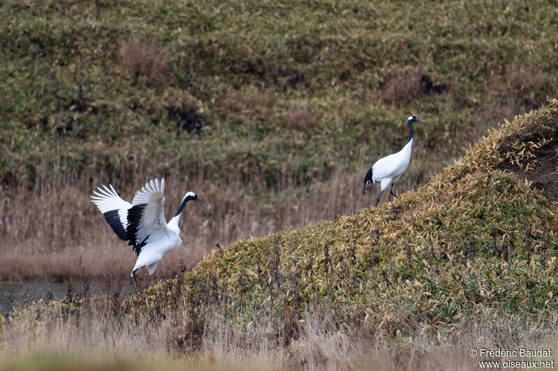 Red-crowned Craneadult, walking