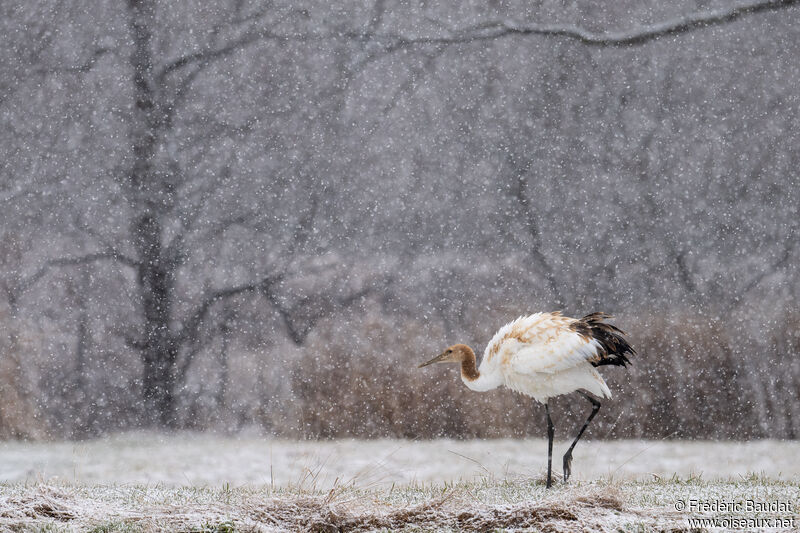 Red-crowned CraneFirst year, walking