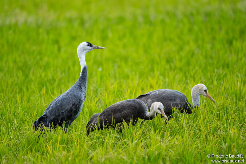 Hooded Crane