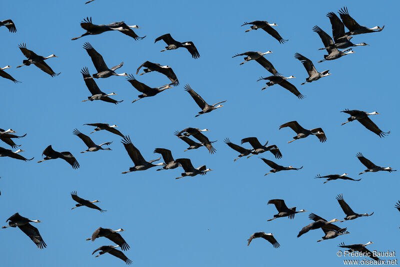 Hooded Crane, Flight