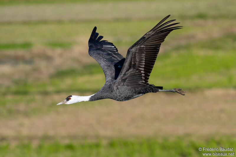 Hooded Craneadult, Flight