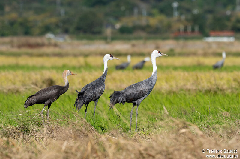 Hooded Crane