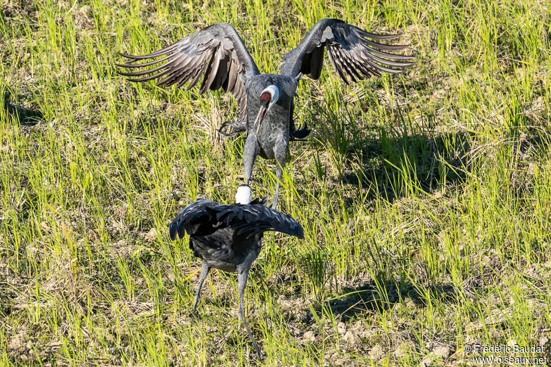 Hooded Craneadult, Behaviour