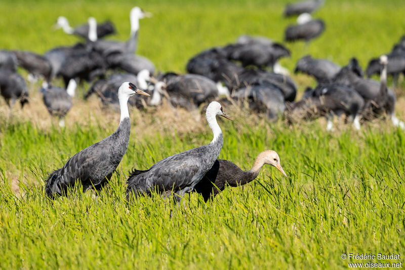 Hooded Crane