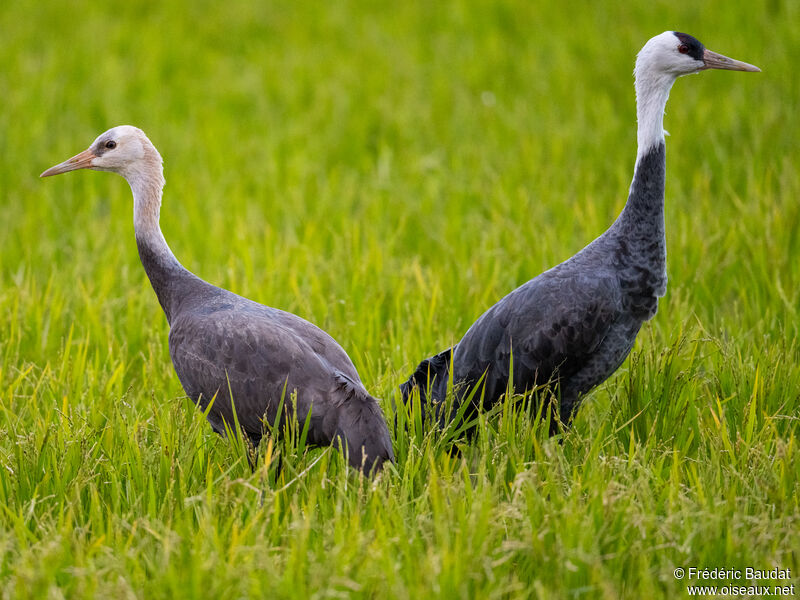 Hooded Crane