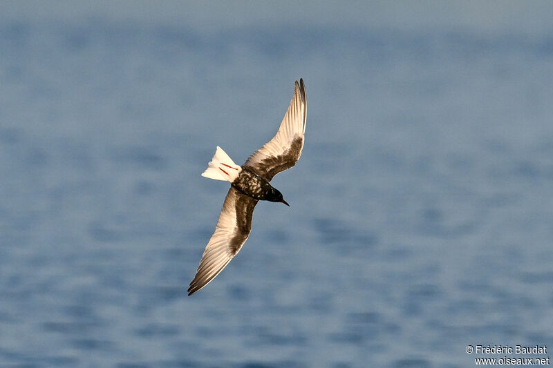 White-winged Ternadult transition, Flight