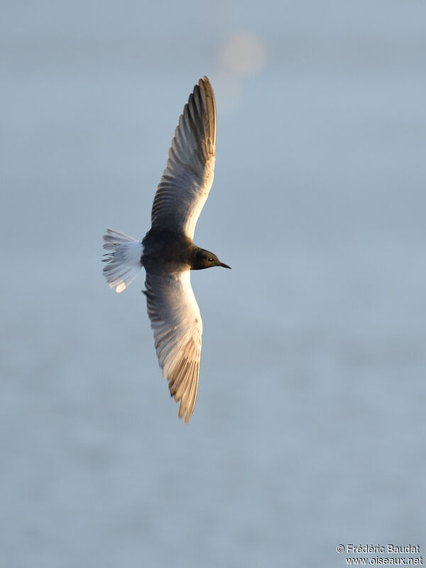 Guifette leucoptèreadulte nuptial, Vol