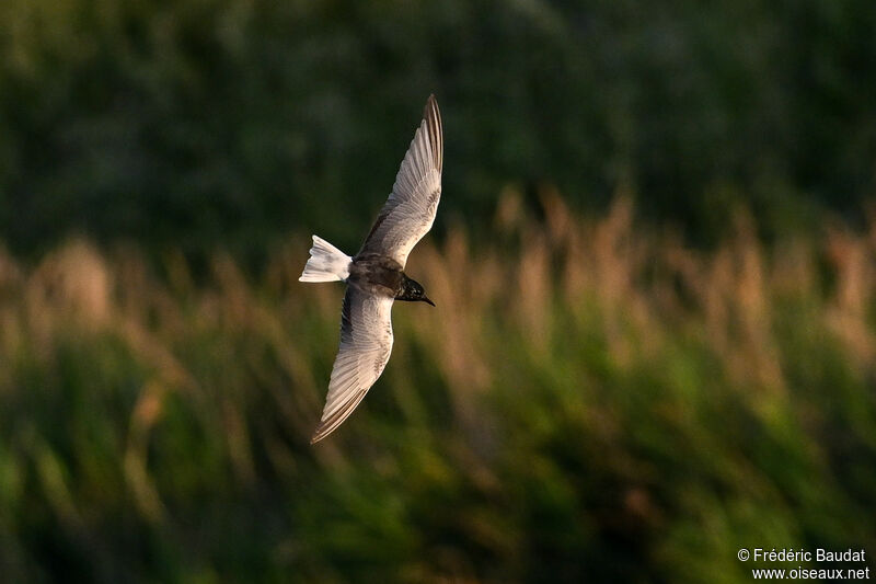 White-winged Ternadult transition, Flight