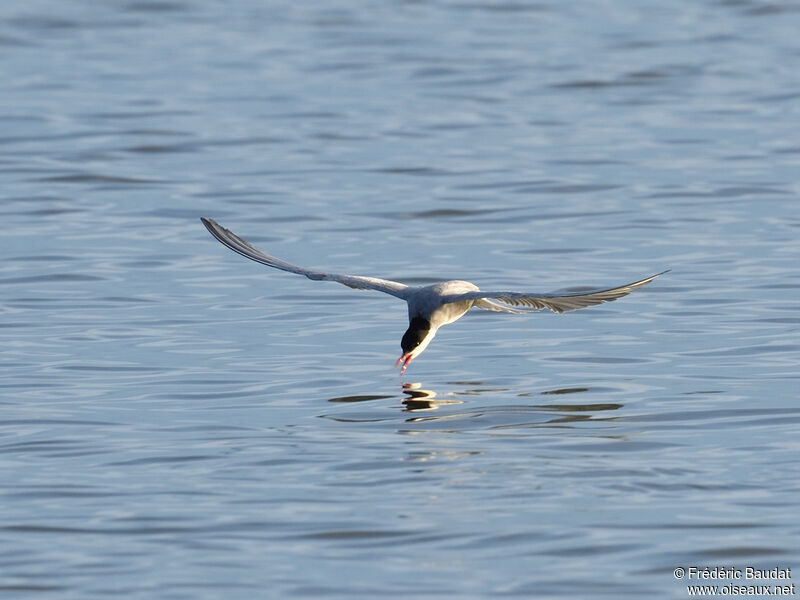 Whiskered Ternadult breeding, Flight, fishing/hunting