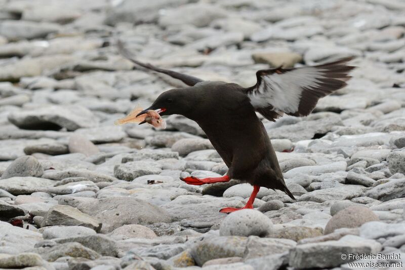 Black Guillemotadult breeding, walking, feeding habits