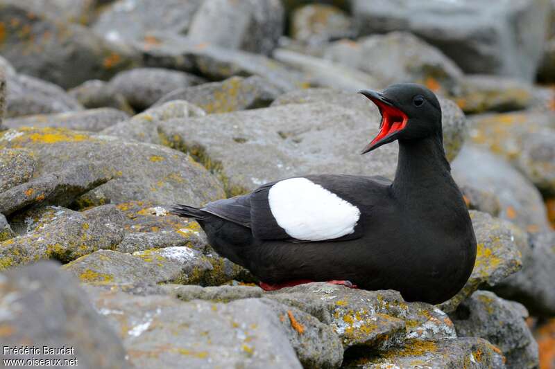 Guillemot à miroiradulte nuptial, portrait